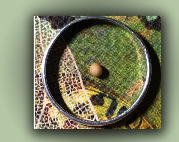 seed in a ring